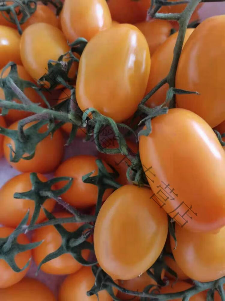 东北农家小黄柿子西红柿串黄圣女果黄罗曼农家自种新鲜蔬菜2斤