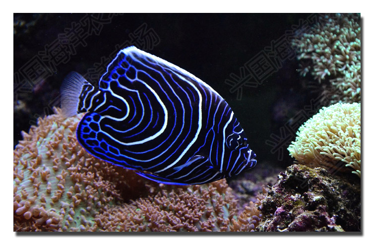 蓝纹 活体海水鱼 北斗神仙幼鱼 海缸观赏宠物鱼 快递发货包活兴国海