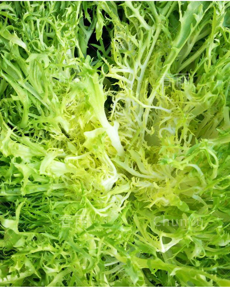 黄心苦菊种籽苦苣菜生菜四季春季秋农家春天种的蔬菜种子孑菜籽种金花