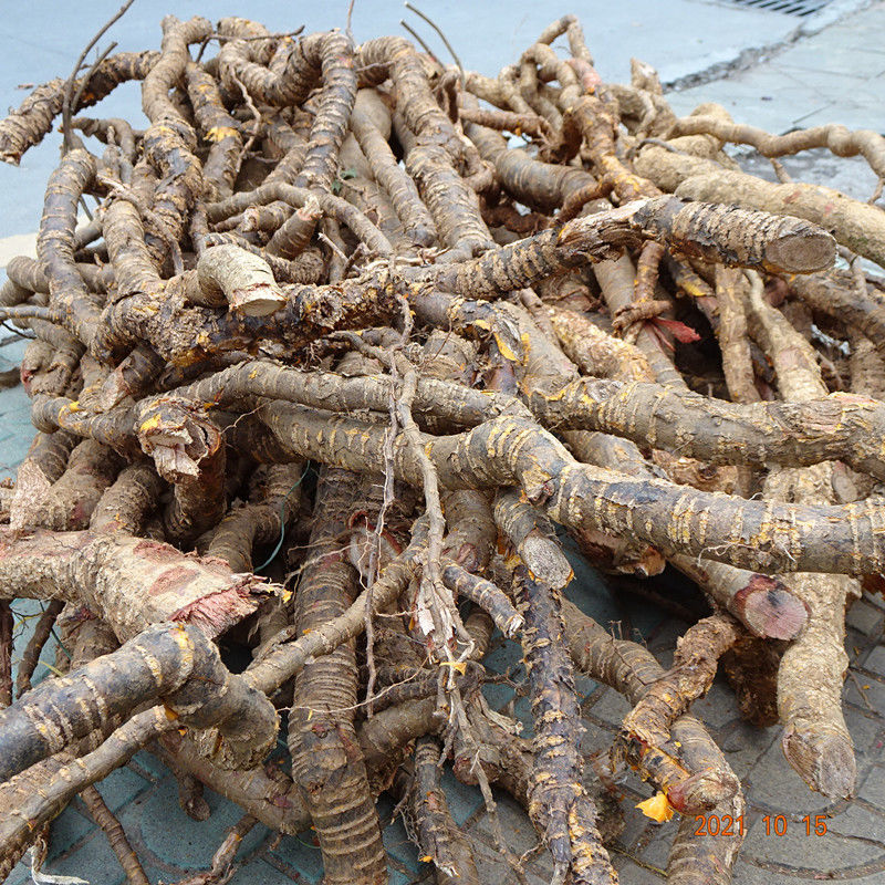 野生中药材穿山龙南蛇藤鲜花地龙骨串地龙过山枫干货特价 50克干货