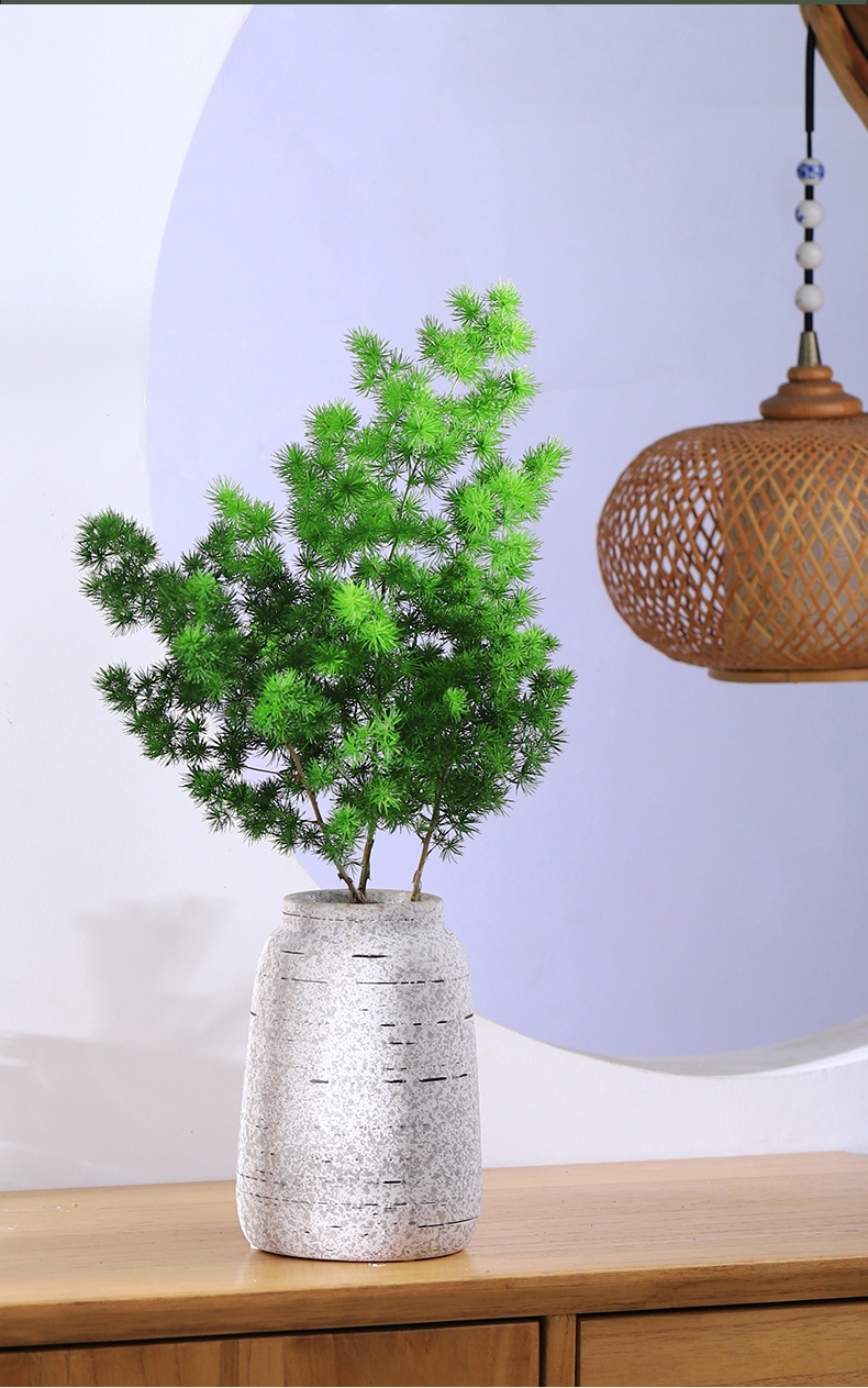 蓬莱松盆栽绿植花卉水养鲜切枝条玻璃瓶四季水培植物室内好养 蓬莱松5