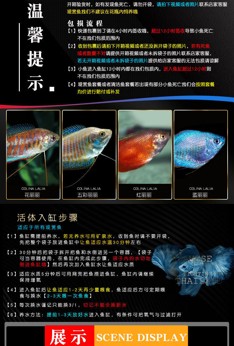 观赏鱼五彩丽丽鱼黄金曼龙活体鱼血红丽丽鱼淡水鱼小型热带鱼 五彩