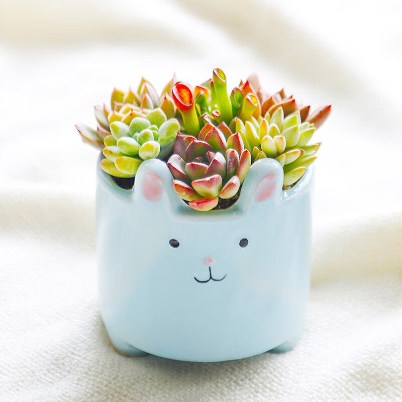 【官方旗舰】可爱卡通兔子多肉植物组合陶瓷桌面盆栽室内装饰摆件 小