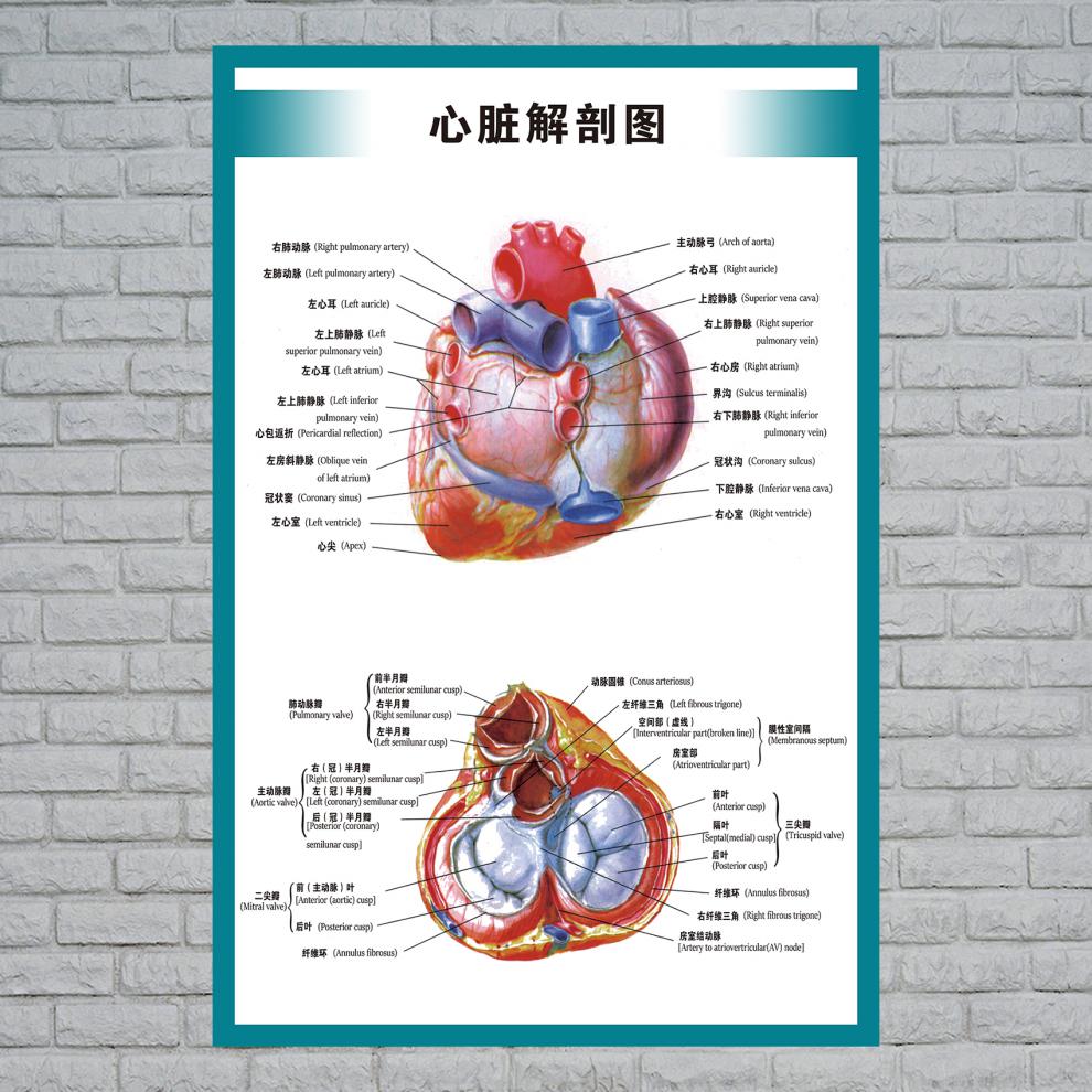 心脏结构示意图人体内脏解剖示意图医学宣传挂图人体器官心脏结构图