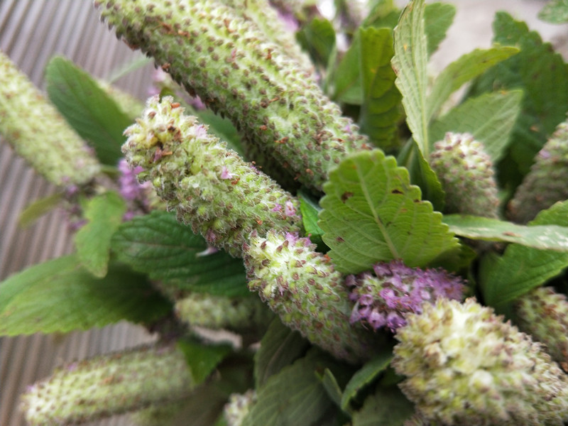 贵州特产毕节野生干木姜花 纳雍野狗芝麻野草香酸汤饭香料20朵/份