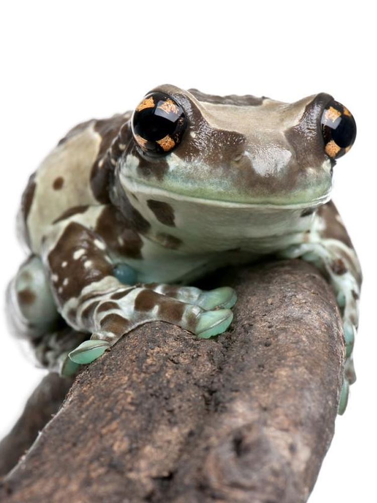 蛙黑白迷彩蛙异类宠小蝌蚪蛙冷门宠物蛙家养办公室观赏蛙包活-岚黛 蜡