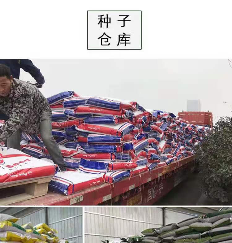 巨菌草种子南北方养殖多年生四季耐寒牧草王冻不死养牛羊鱼用草籽