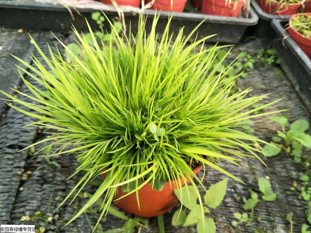 盆景野生石菖蒲水培提根老桩小叶雀舌皱皮黄杨 2颗苔藓球小叶赤楠植物