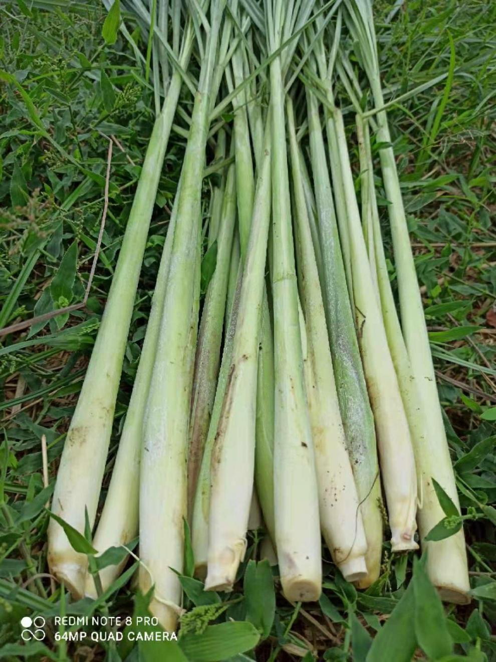 北京同仁堂原料新鲜香茅草1斤5斤柠檬草香茅泰国冬阴功汤调料东南亚