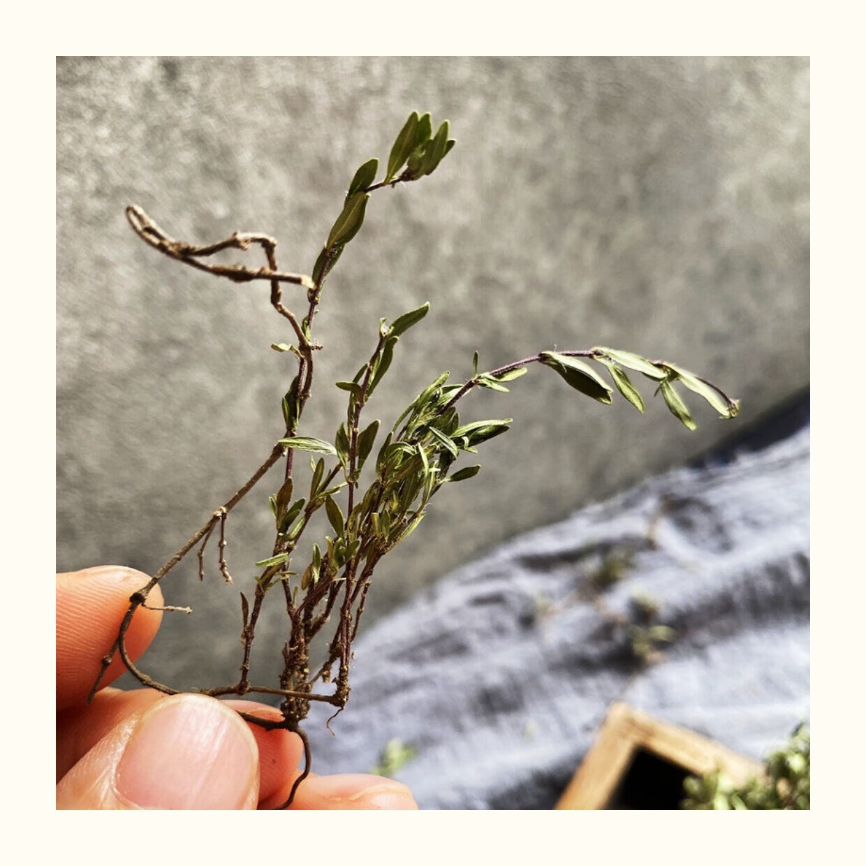 内蒙古山花椒地椒草调味煮羊肉去膳自然调料胡椒500克 200g【图片