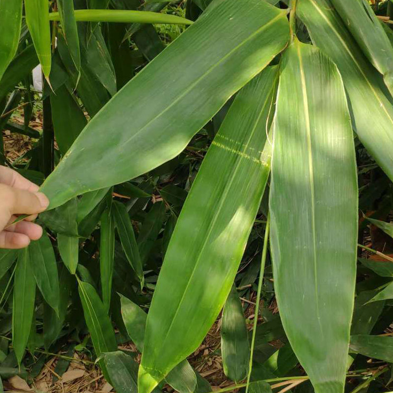 (现摘直发) cozok 新鲜大粽叶江西现摘野生粽子叶真空包装棕叶箬叶带