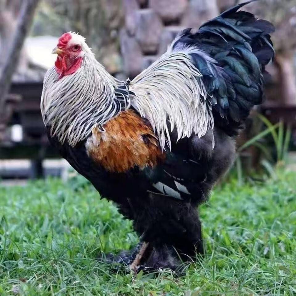 巨型婆罗门鸡幼苗大型鸡梵天鸡幼崽活体观赏鸡幼苗包活到家 红色