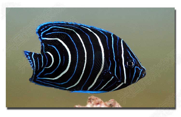 蓝纹 活体海水鱼 北斗神仙幼鱼 海缸观赏宠物鱼 快递发货包活兴国海