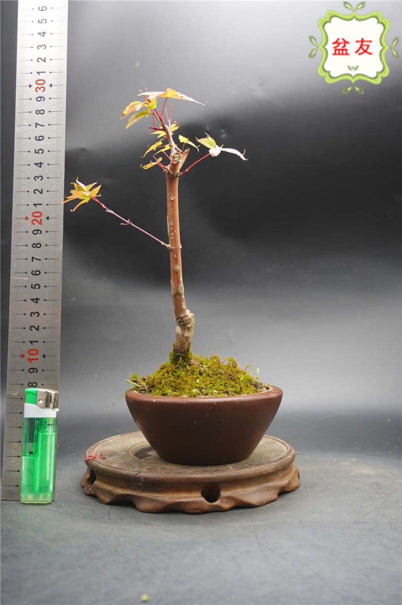 枫树盆景日本红枫出猩猩盆栽微型艺术造型植物修身养性实拍日本红枫出