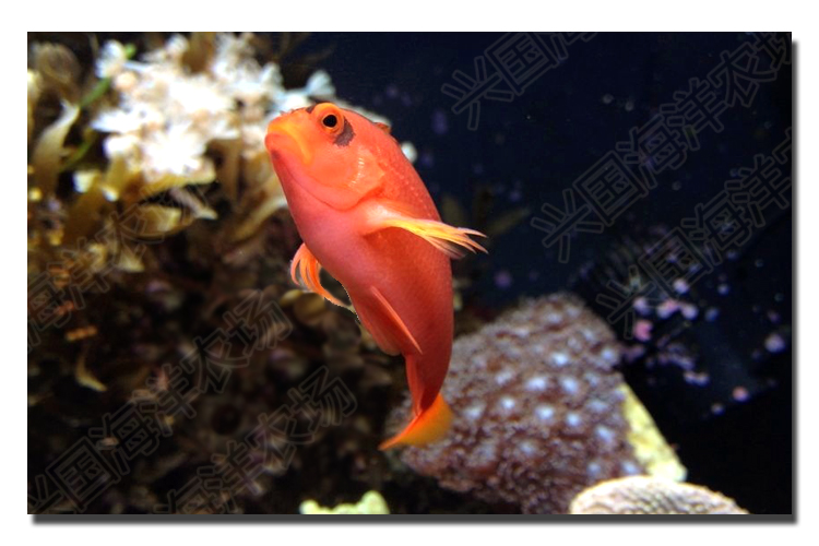 美国红鹰2b鱼 2b脸火焰鹰海水观赏鱼活体红色小鱼快递发货包活兴国海