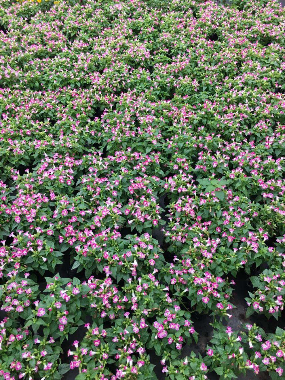 夏堇花蝴蝶草花夏季耐热易养活花卉阳台庭院地栽花卉 粉色 2棵 不含盆