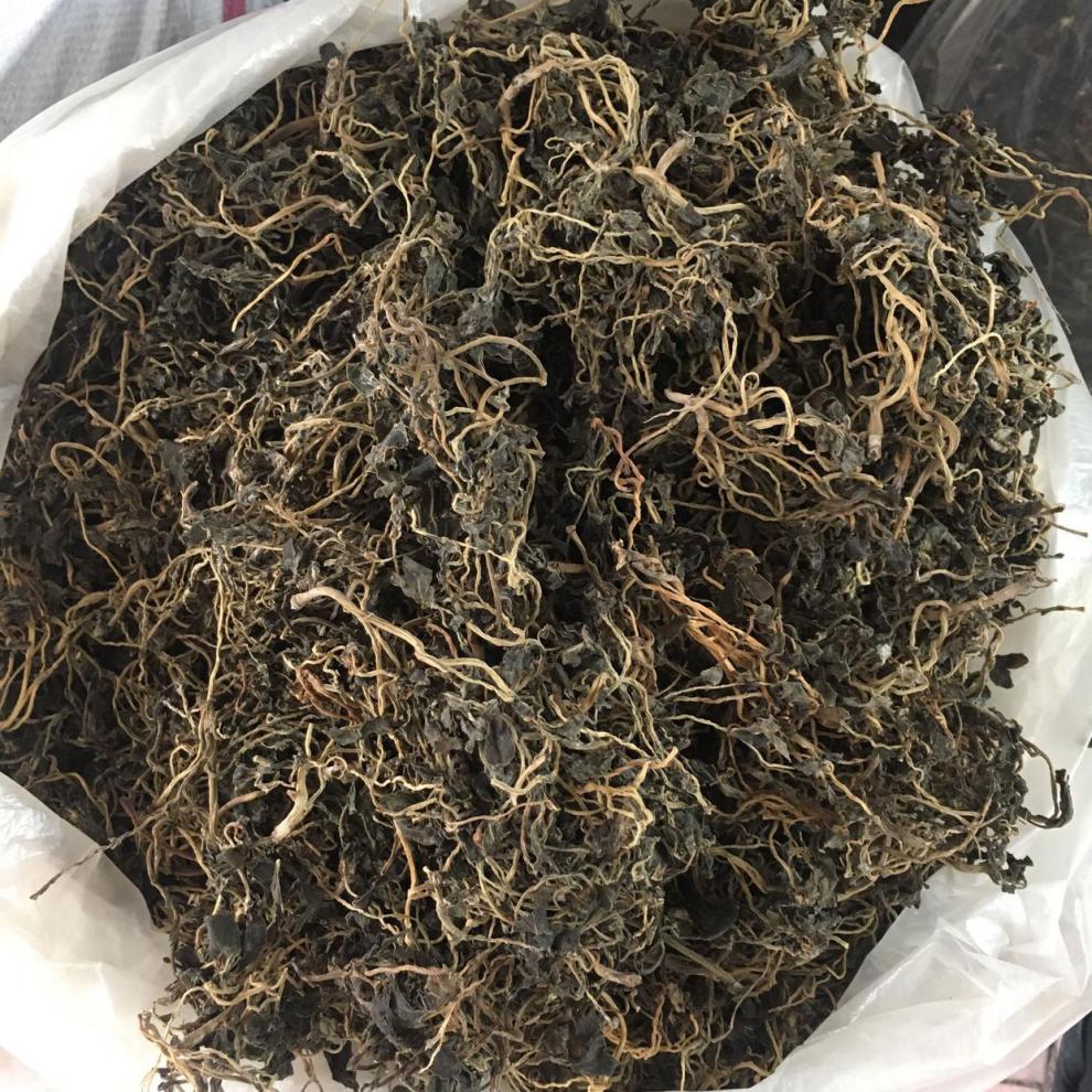 马齿苋菜干500g天然野外生长马齿笕干菜 马齿菜干 蚂蚱菜 马蜂菜