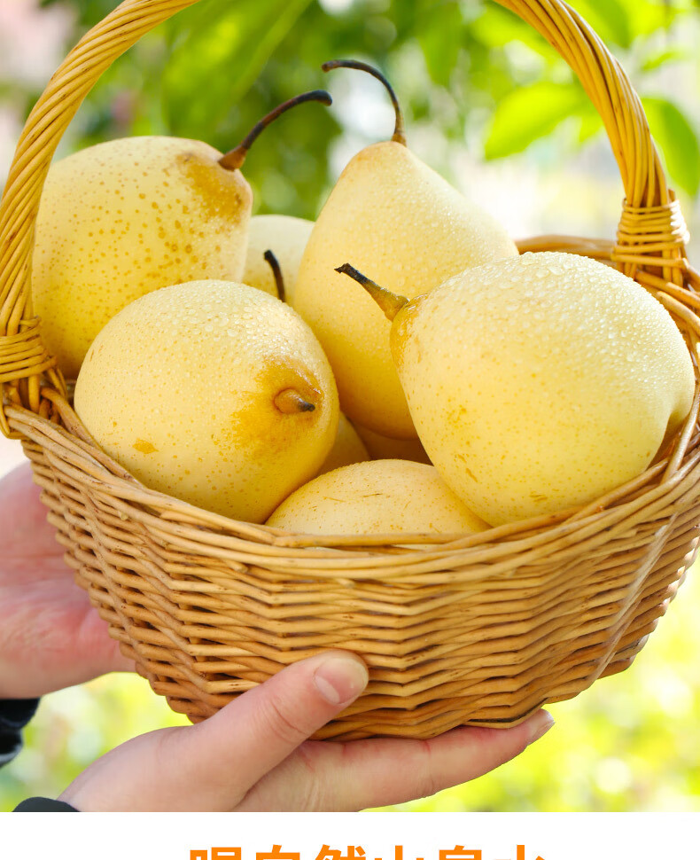 河北鸭梨水晶梨产地直发脆甜多汁新鲜水果梨水果 1斤(按5的倍数拍)