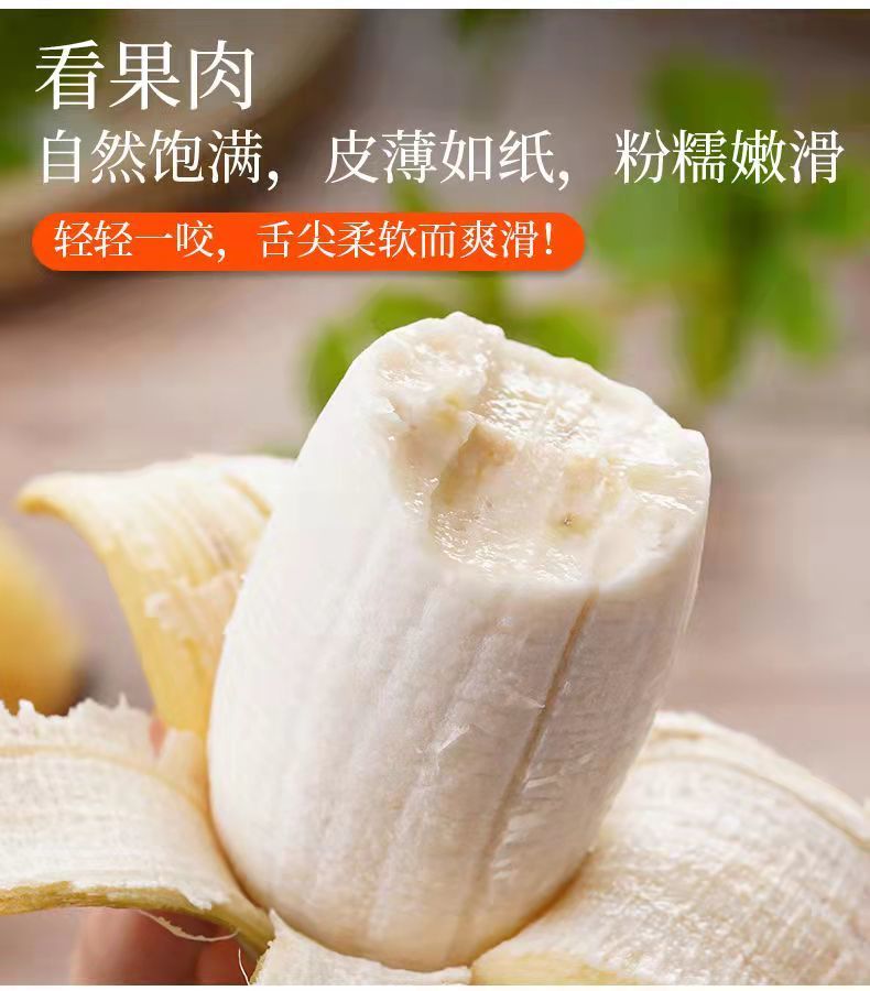 苹果蕉5斤广东大粉蕉水果banana孕妇香蕉米蕉1斤 苹果粉蕉-剂(2-5天