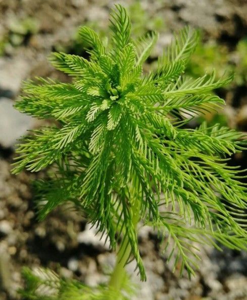 水草水葫蘆水芙蓉狐尾草浮萍水生水培植物花卉養魚蝦龜觀賞綠植