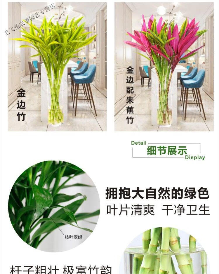 富贵竹水培植物花花卉盆栽办公室绿植室内净化空气水养隆鼎富贵竹5颗