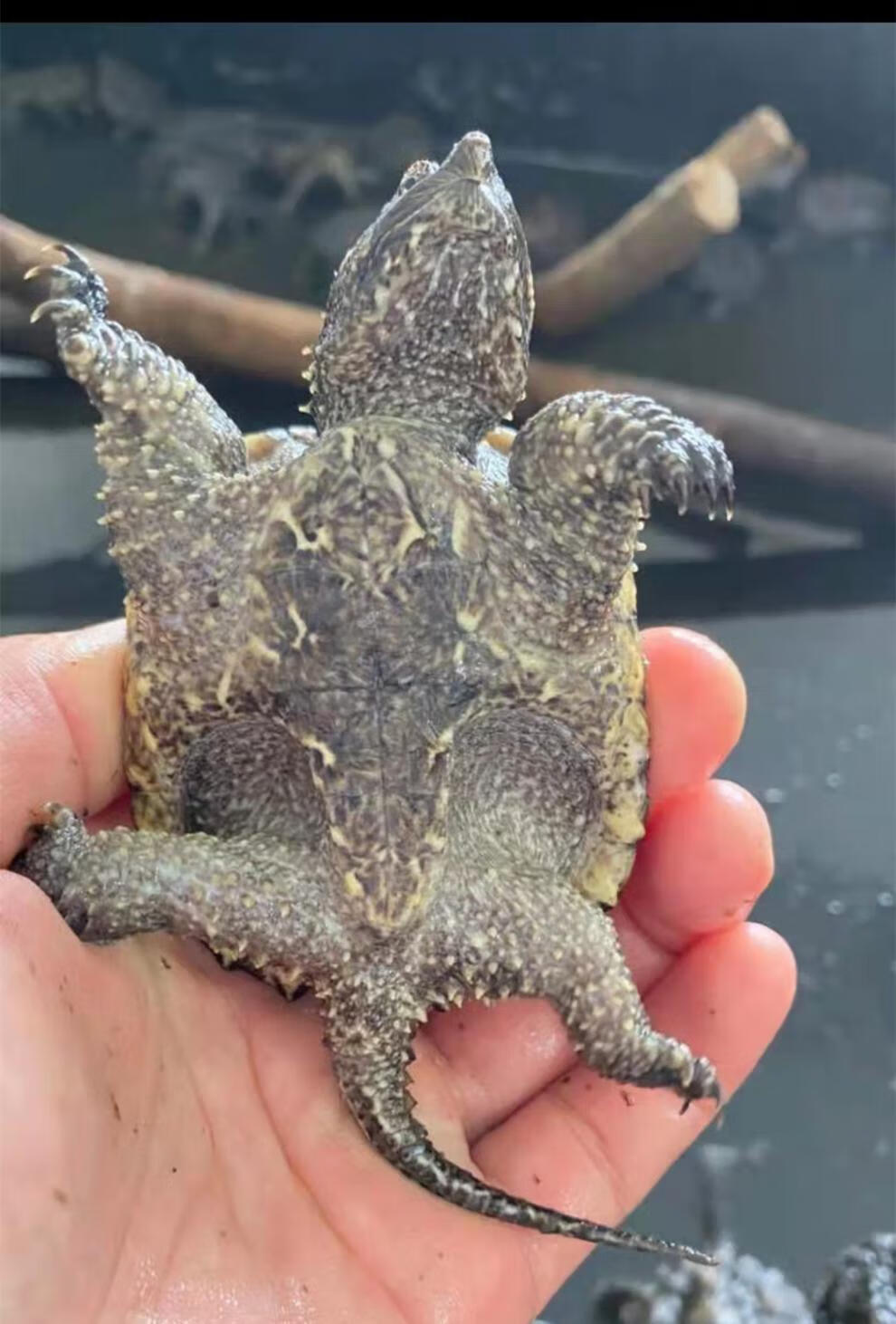 大鳄龟苗活体 真刺鳄小鳄佛鳄龟活物钓鱼龟深水观赏宠物龟暴刺北美