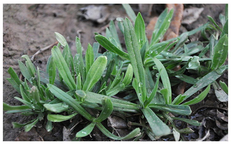 颜集卉野生面条菜种子四季播春秋露地菜园秋冬蔬菜野