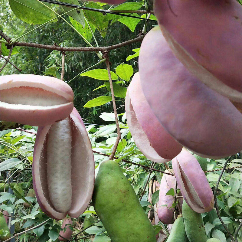 qcdd野生八月瓜种子庭院爬藤植物食用水果八月炸种籽特色紫果八月瓜树