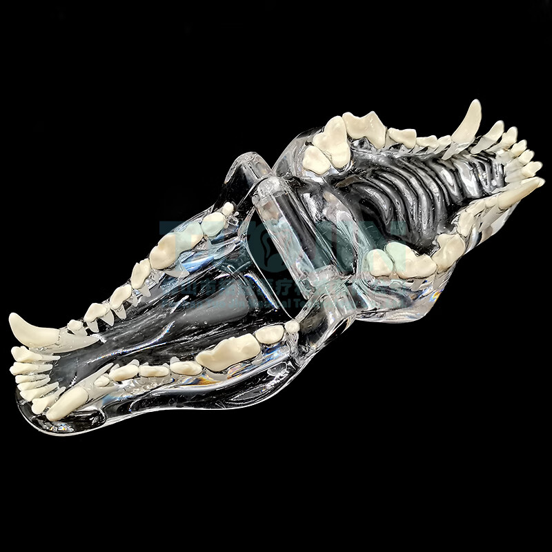 【药房直售】宠物牙齿模型透明狗牙猫牙口腔犬牙教学演示动物仿真倒模