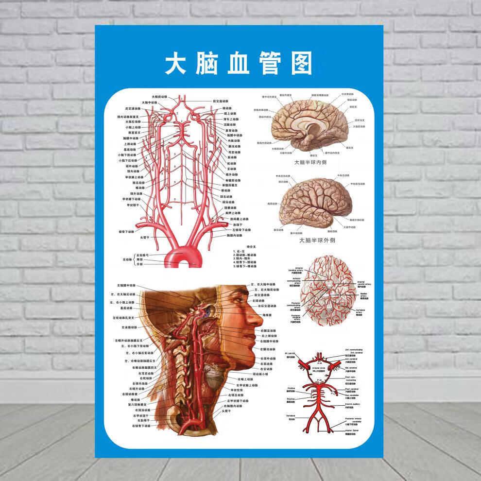 头部脑神经解剖示意图宣传画教学医院科室人体医学挂图墙贴大脑血管图