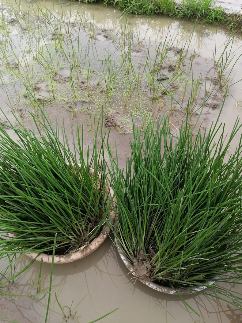 姜芮广西桂林荔浦马蹄苗荸荠种植苗种子脆甜无渣水果高产马蹄苗20棵苗