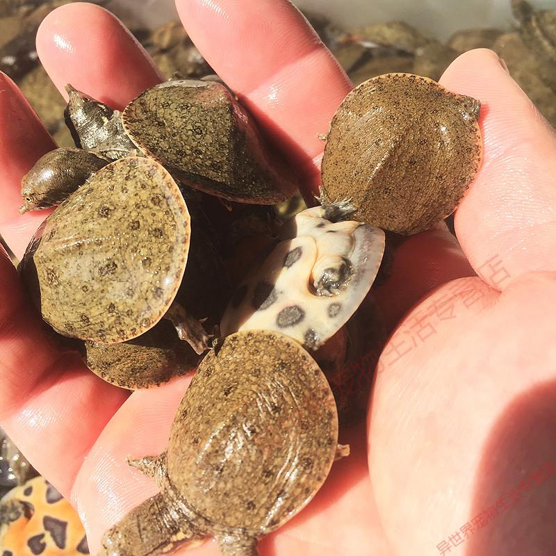 【京选推荐】10只甲鱼苗外塘中华小甲鱼生态苗团鱼食用活饲料 50g 6只