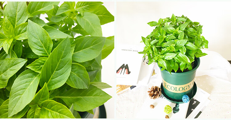 室外植物九层塔罗勒金不换厨房香料盆栽紫苏辣椒三杯鸡香菜茴香迷迭香