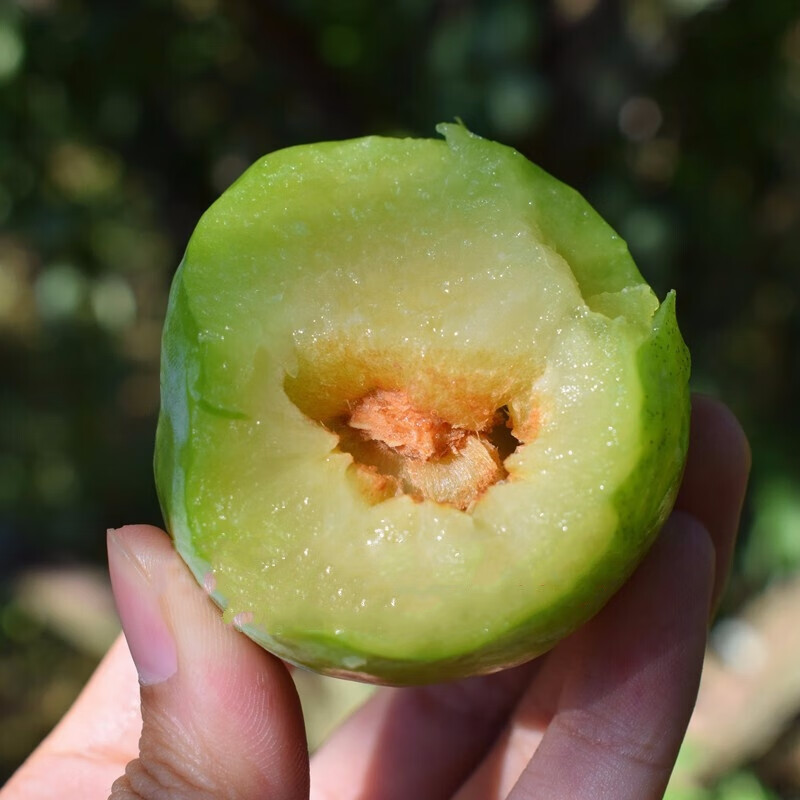 奈李湖南怀化李子鲜水果5斤青脆新脱骨桃形李孕妇水果脆甜油柰现摘