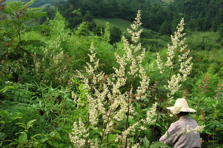 高山野生六月霜茶防中暑解暑热夏季凉茶刘寄奴奇蒿干品 250克【图片
