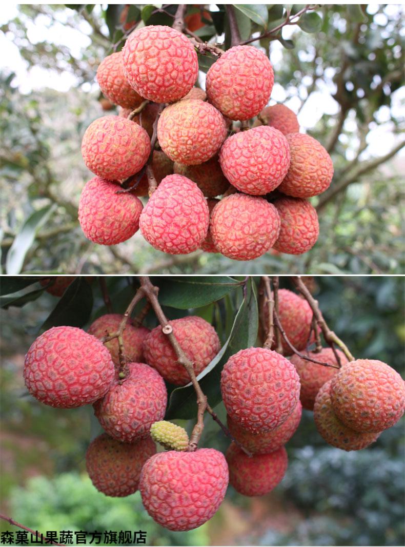 jd空运茂名高州老树黑叶荔枝新鲜乌叶水果茂名荔枝5斤精选果