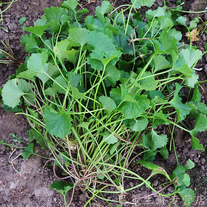 倉梵雲南德宏新鮮蔬菜苦菜馬蹄菜銅錢草崩大碗雷公根燈盞菜積雪草500g