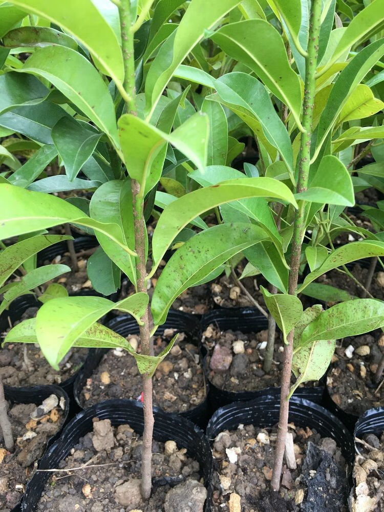 马来四季人心果苗软枝人心果苗高压苗盘栽人心果树带果带土发货带花蕾