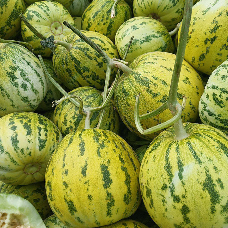 八里香香瓜正宗东北老甜瓜新鲜现摘应季香甜孕妇水果59斤9斤实惠装