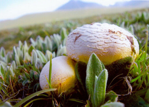 新疆那拉提巴音布鲁克景区钉子干蘑菇干丁子蘑菇菌干牧民 草原景区干