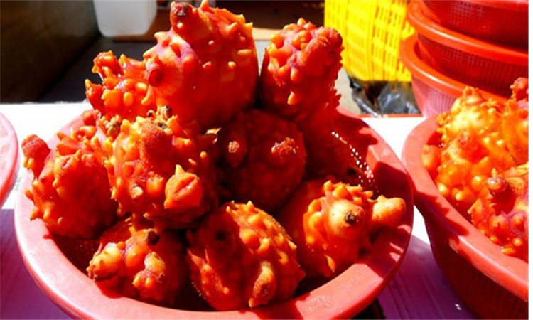 海鞘500g 真海鞘海鲜生鲜料理海菠萝海石榴海奶子鲜活发货 子鲜活发货