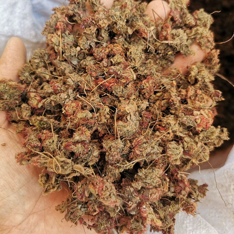 锦地罗中药材250克 怎地罗 文钱红金线吊芙蓉 落地金钱金钱花【图片