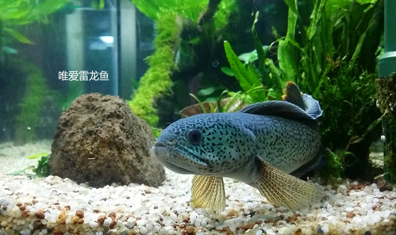 巴卡雷龙雷龙鱼雷龙雷龙鱼蛇头鱼鳢热带鱼观赏鱼3033cm
