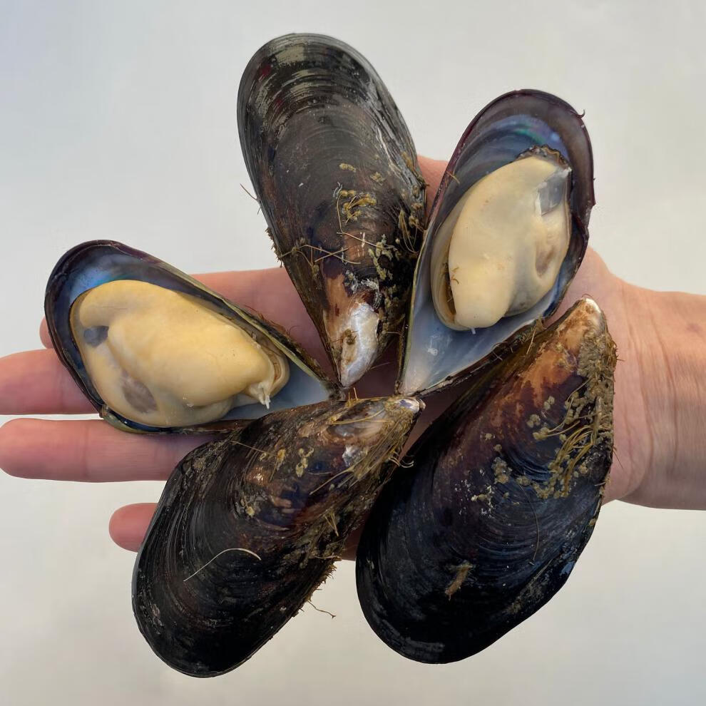 大青口贝鲜活特大海虹淡菜新鲜冷冻海鲜贻贝青口贝水产 3斤装【图片