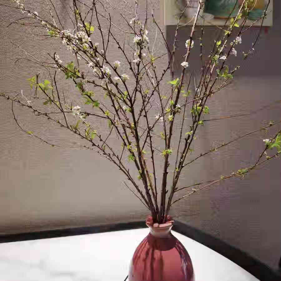 雪柳干枝 枯木插花水培鲜花室内花卉遇水开花客厅装饰阳台观花绿植
