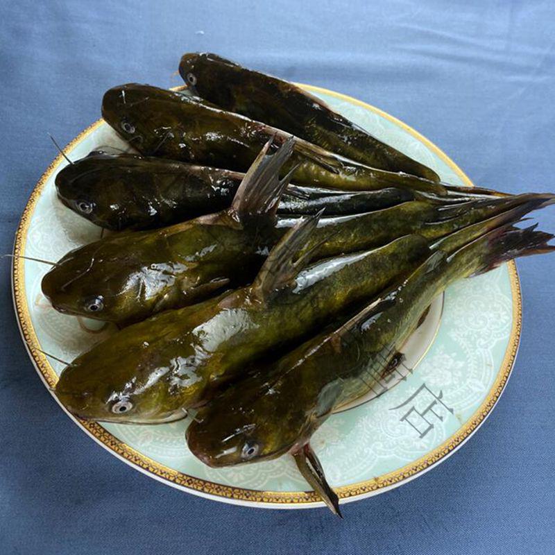 农家淡水新鲜黄骨鱼昂刺鱼嘎鱼黄颡鱼黄辣丁鲜活体现杀淡水鱼 5斤