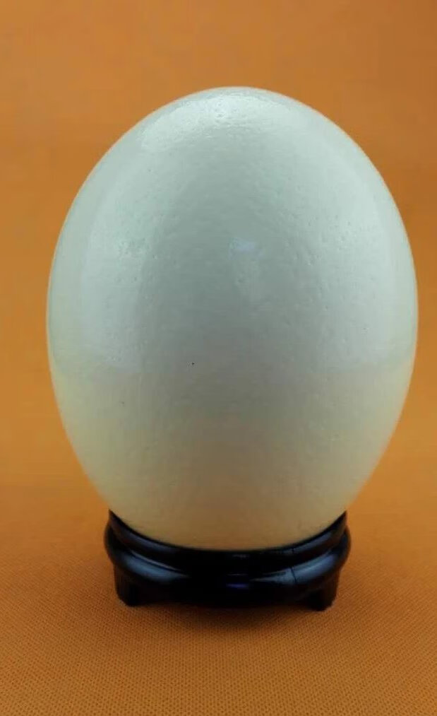 鸵鸟蛋 食用新鲜鸵鸟蛋食用非洲驼鸟蛋特超大蛋端午五月节礼盒 2.