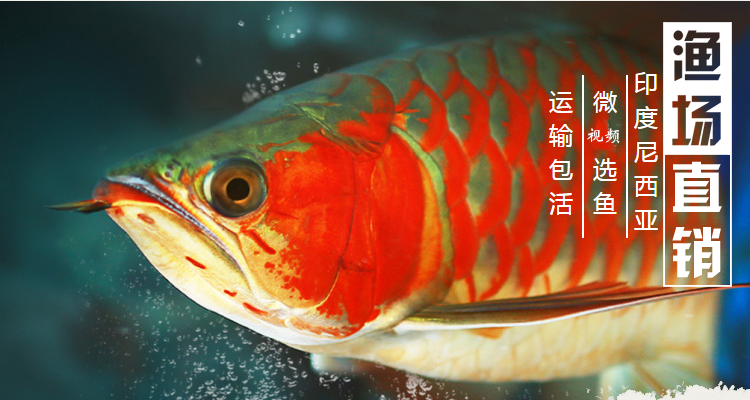 榮鬱赤血活體魚苗辣椒紅龍魚超血紅龍龍魚觀賞魚金龍魚活魚銀龍3845cm