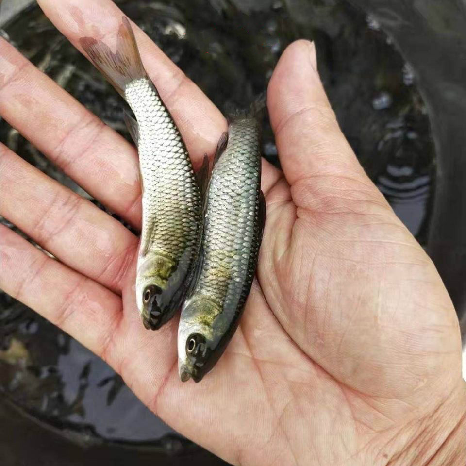 大品种黄金鲫鱼苗中科五号工程鲫冷淡水养殖食用活体大草鱼苗批 10