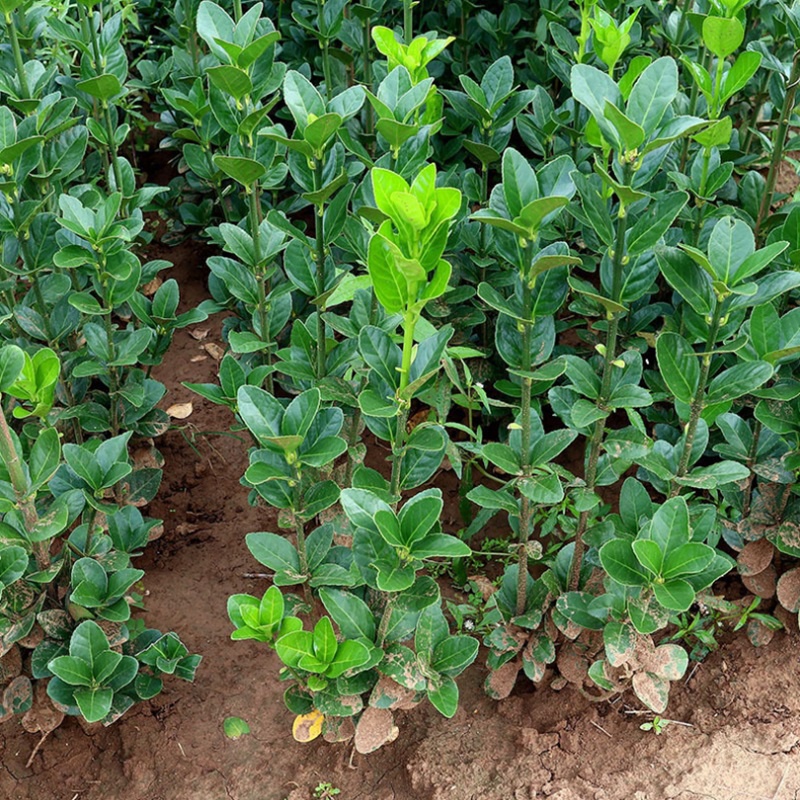 篱笆植物大叶北海道黄杨苗冬青树苗四季常青耐寒庭院绿篱树苗 北海道
